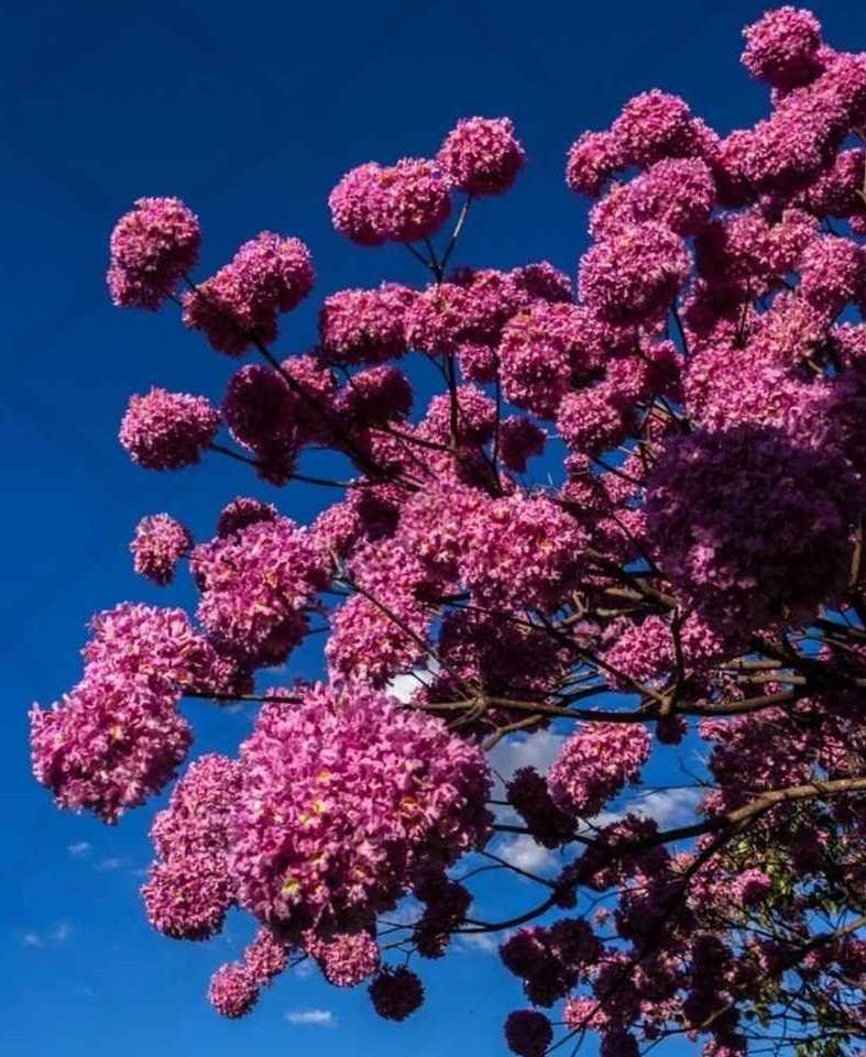 jual pohon tabebuya magenta