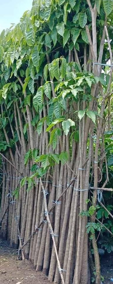 Jual Pohon Tabebuya Besar Siap Berbunga