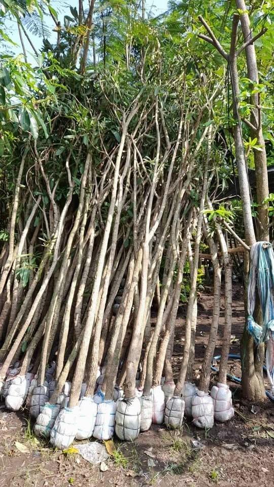 Jual Pohon Tabebuya Tinggi 3 Meter
