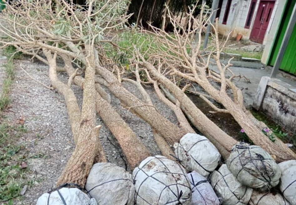 jual pohon tabebuya tinggi 3 meter