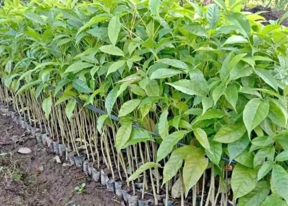 jual pohon tabebuya