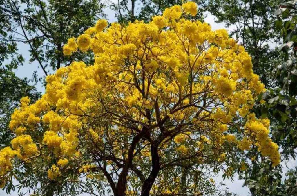 jual pohon tabebuya kuning