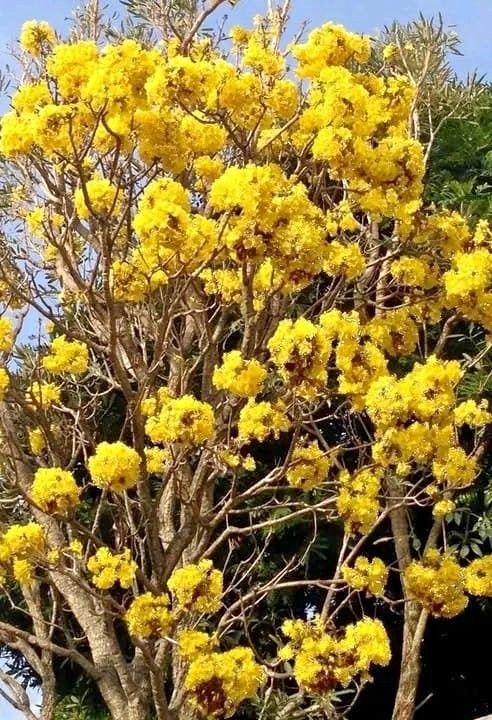 jual pohon tabebuya kuning