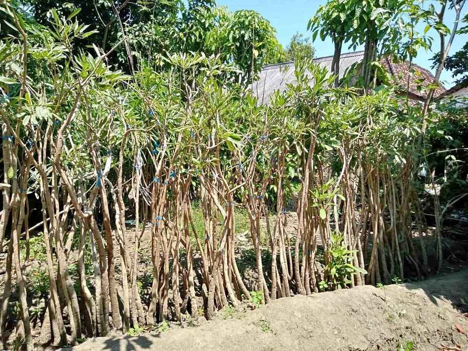 jual pohon tabebuya