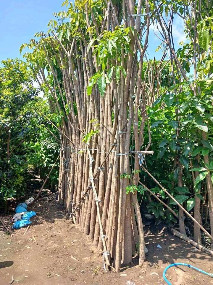 Jual pohon Tabebuya tinggi 4 meter ukuran favorit