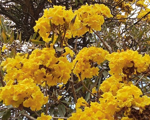 jual pohon tabebuya kuning