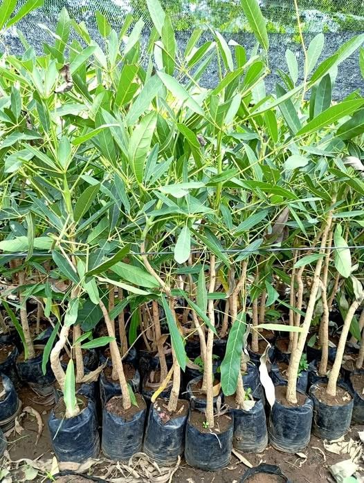 jual bibit tabebuya kuning