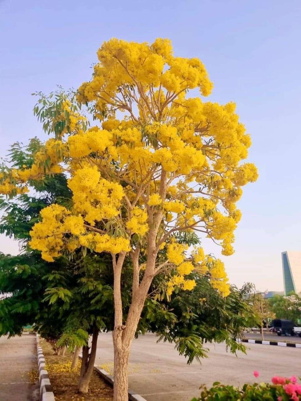Jual Pohon Tabebuya Kuning Ukuran Sedang