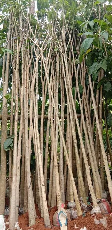 jual pohon tabebuya pink