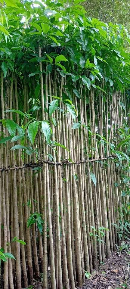 jual pohon tabebuya pink