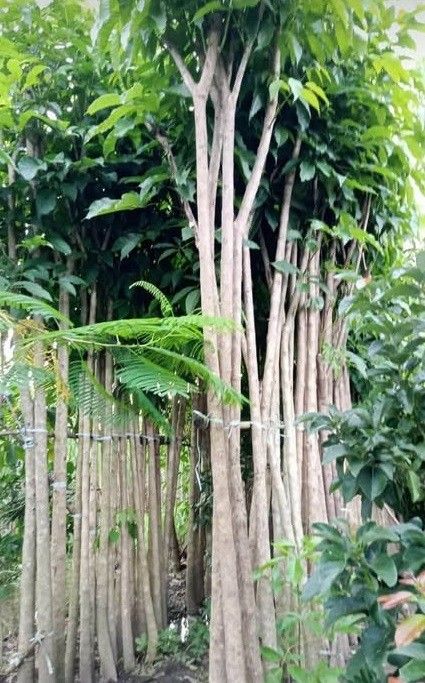 tabebuya pink berbunga lebat di taman perumahan