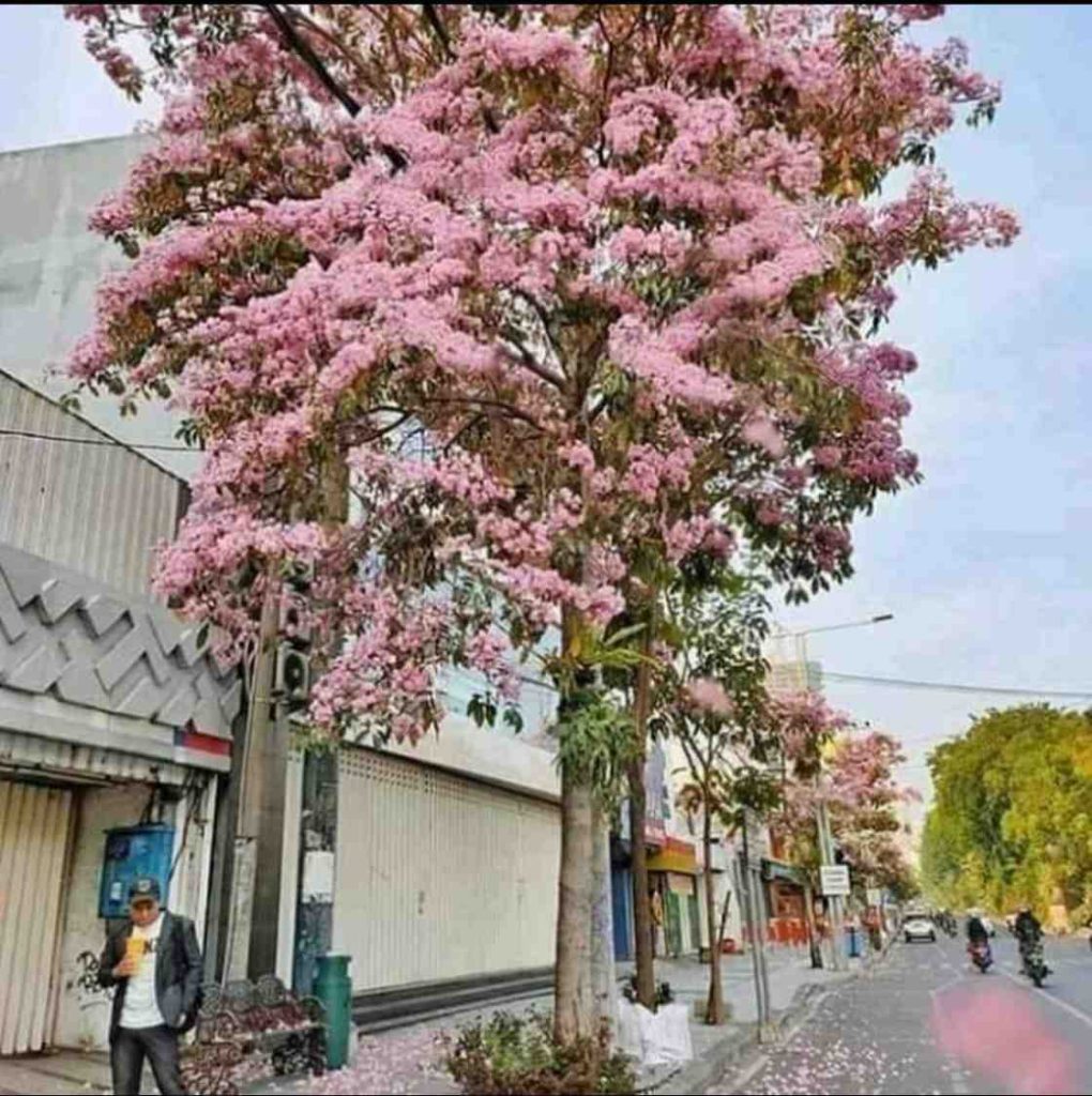 bunga tabebuya pink mekar menyerupai sakura Jepang