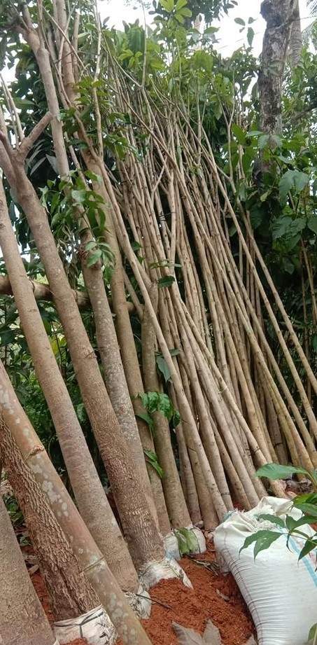 jual pohon tabebuya pink tinggi besar