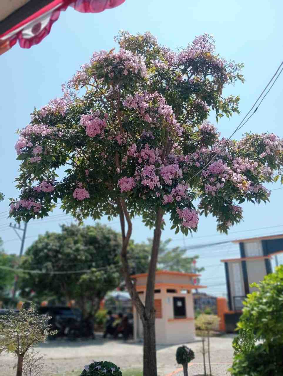 Jual Pohon Tabebuya Pink Tinggi ±4 Meter