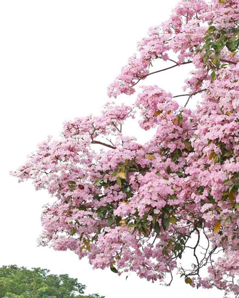 bunga tabebuya pink yang rimbun dan menarik