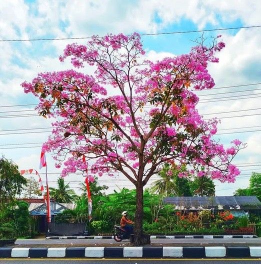 pohon tabebuya pink berbunga di halaman rumah