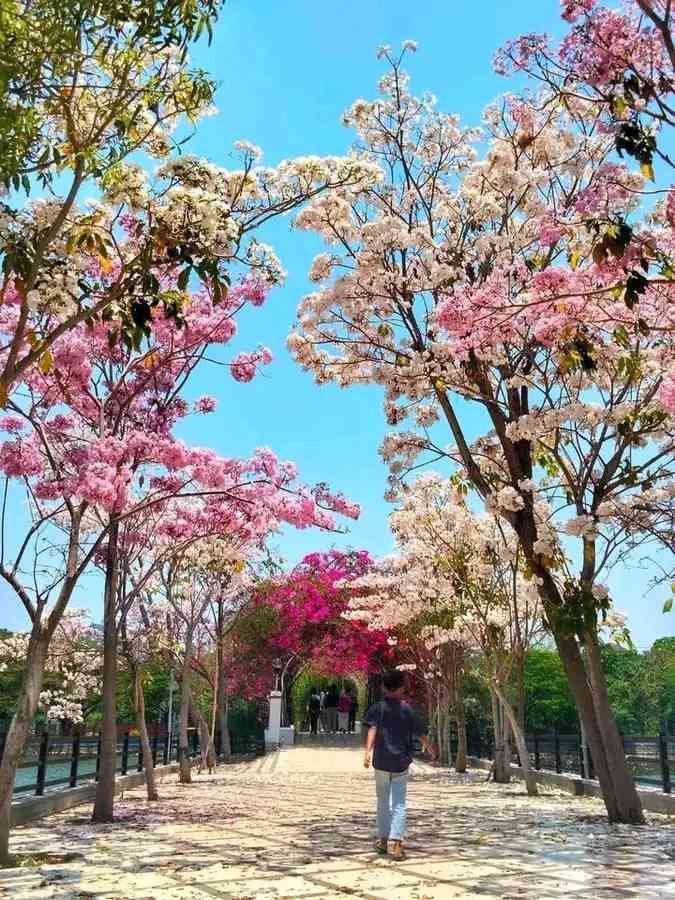 bunga pink tabebuya memenuhi seluruh cabang pohon