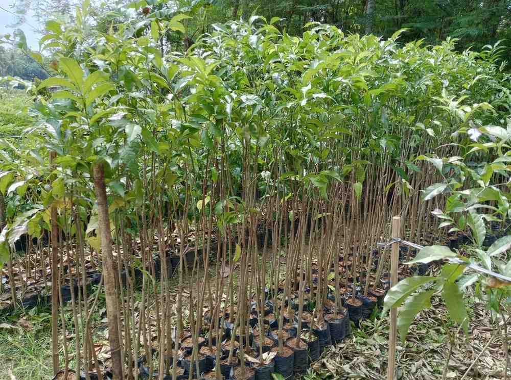 jual pohon tabebuya putih stok banyak