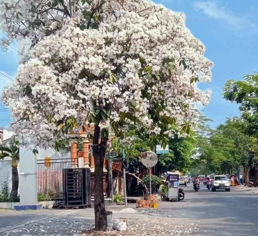 detail bunga tabebuya putih yang sedang mekar