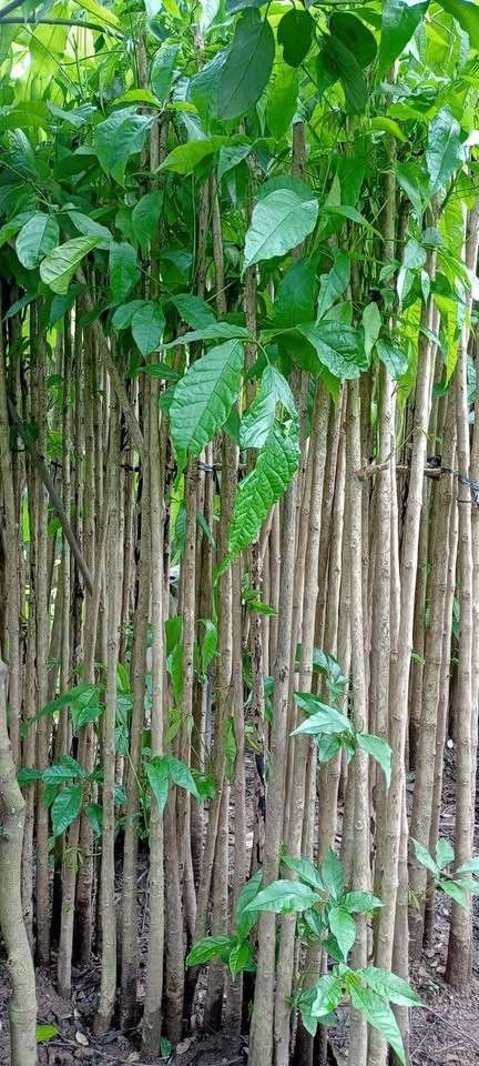 tabebuya putih berbunga lebat di area taman