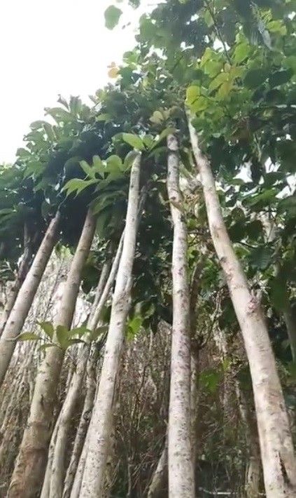 bunga putih tabebuya pada cabang pohon