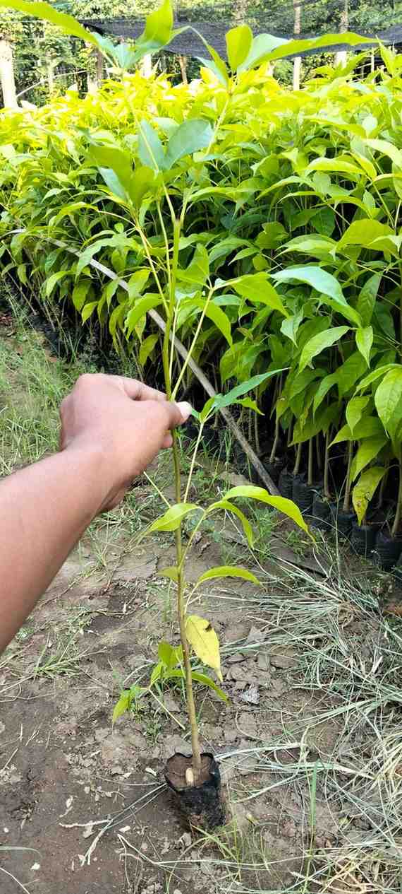 Bibit Pohon Tabebuya Putih Siap Tanam (30-70cm)