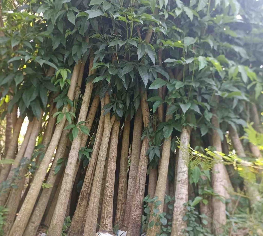 jual pohon tabebuya putih besar