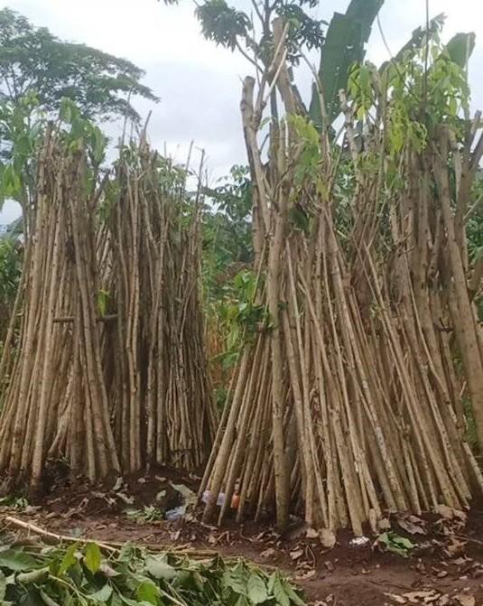 jual pohon tabebuya putih