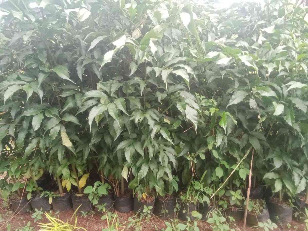 jual pohon tabebuya ungu 1