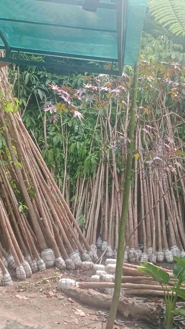 Jual Pohon Tabebuya Ungu Tinggi ±1 Meter