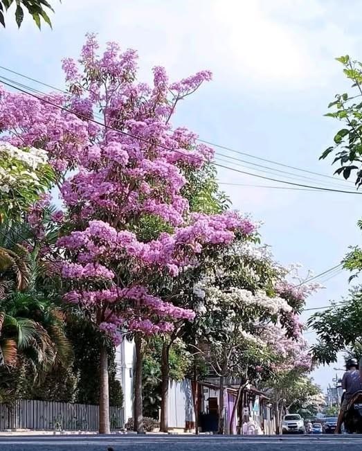 bunga tabebuya ungu mekar dengan warna mencolok