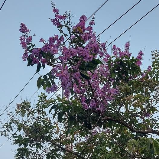 bunga tabebuya ungu mekar dengan warna mencolok