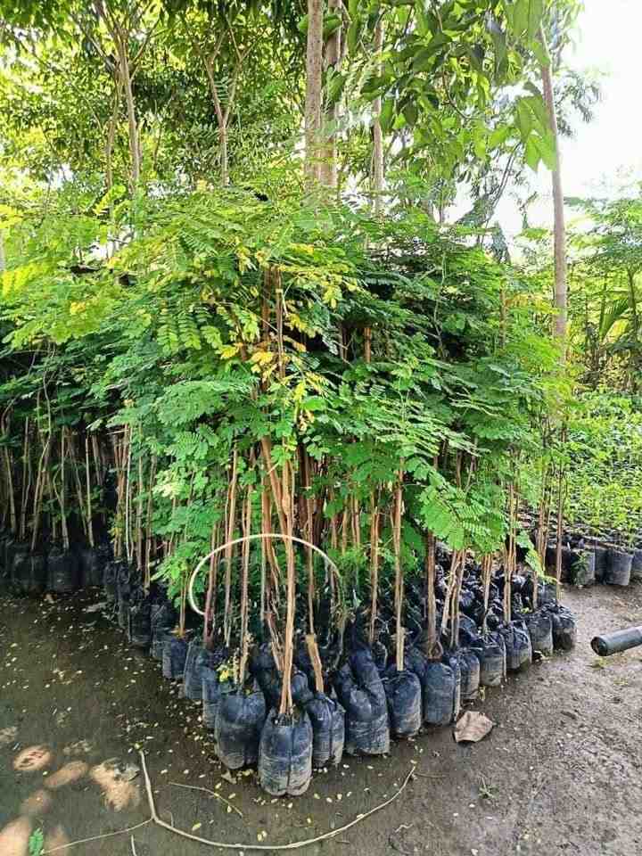 jual pohon trembesi 1