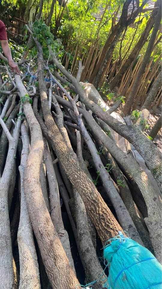 jual pohon trembesi 10