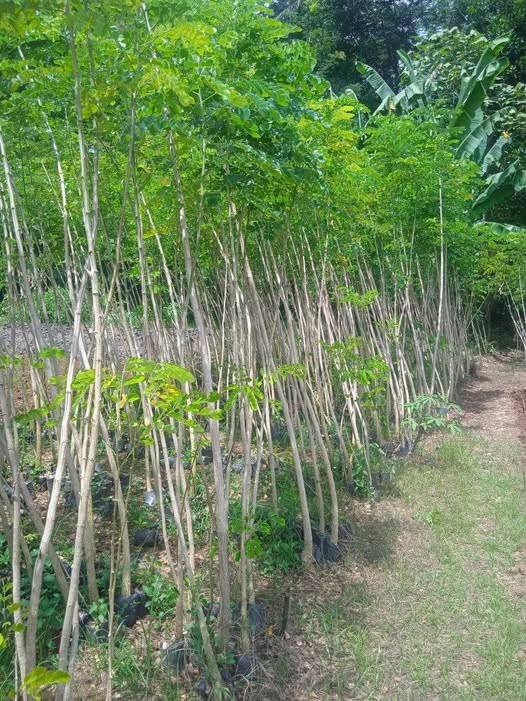 jual pohon trembesi 11
