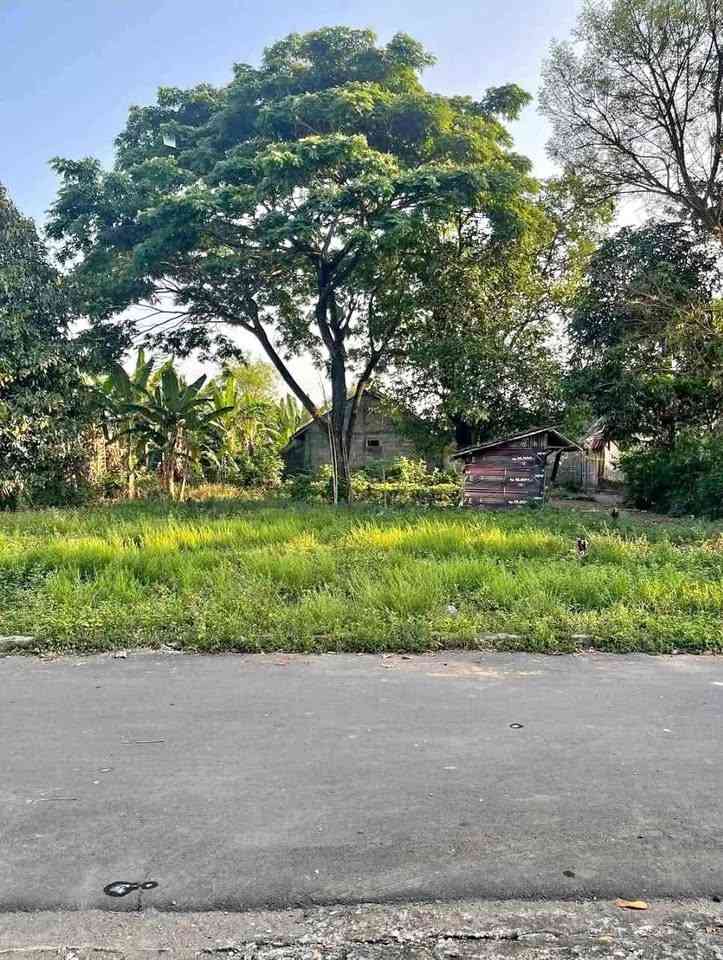 jual pohon trembesi 12