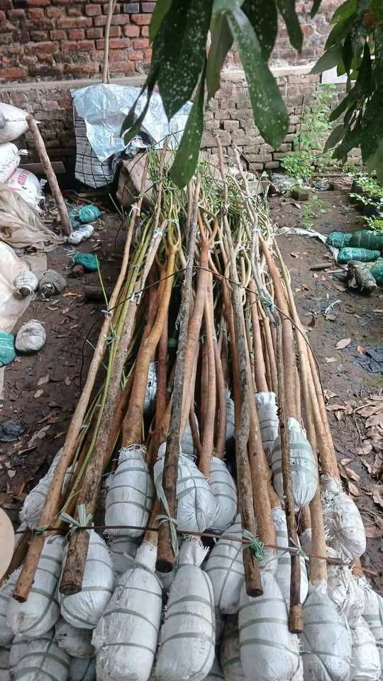 jual pohon trembesi 2