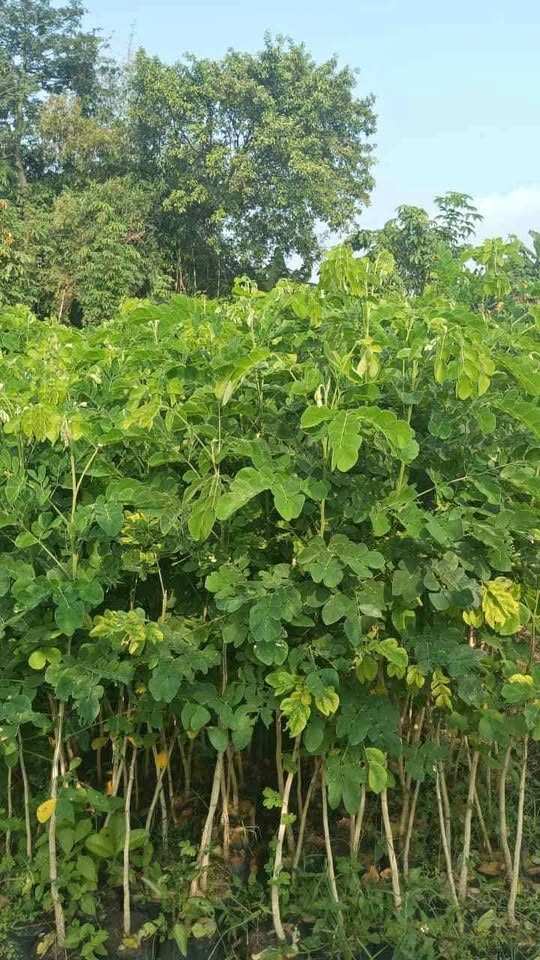 jual pohon trembesi 4