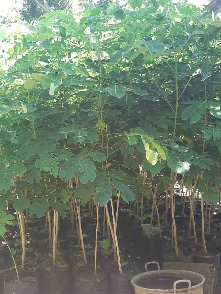 jual pohon trembesi 5