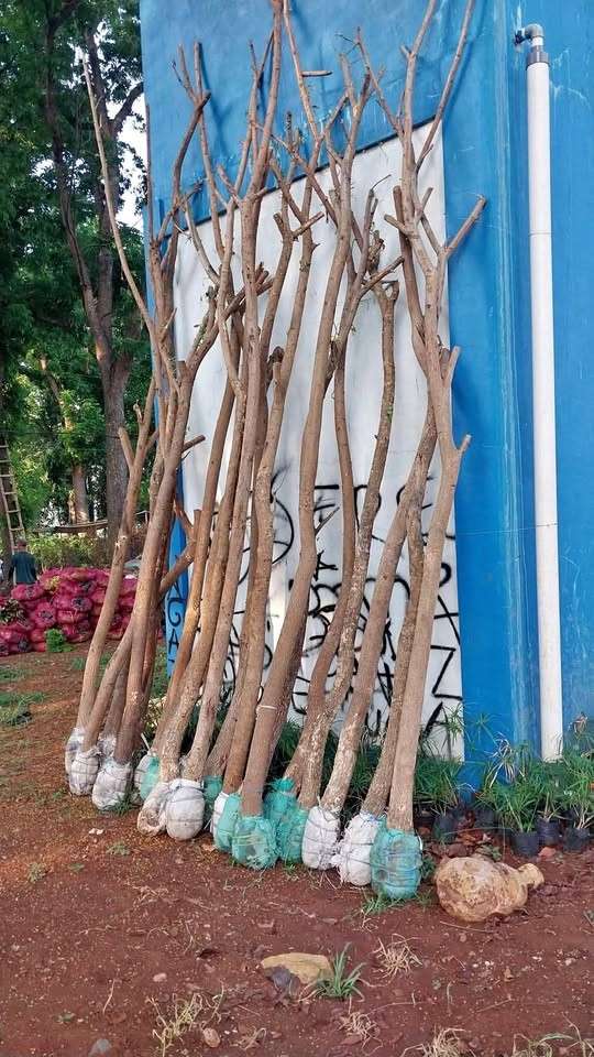 jual pohon trembesi 6