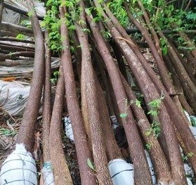 jual pohon trembesi 8