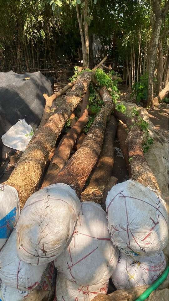 jual pohon trembesi 9