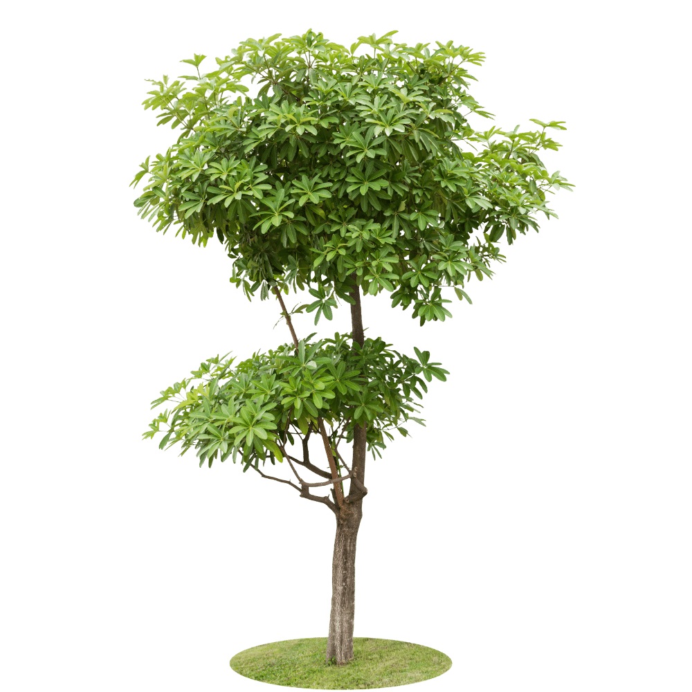 Jual Pohon Pule Tinggi 1 Meter