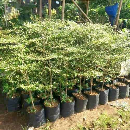 ketapang kencana tinggi 1m