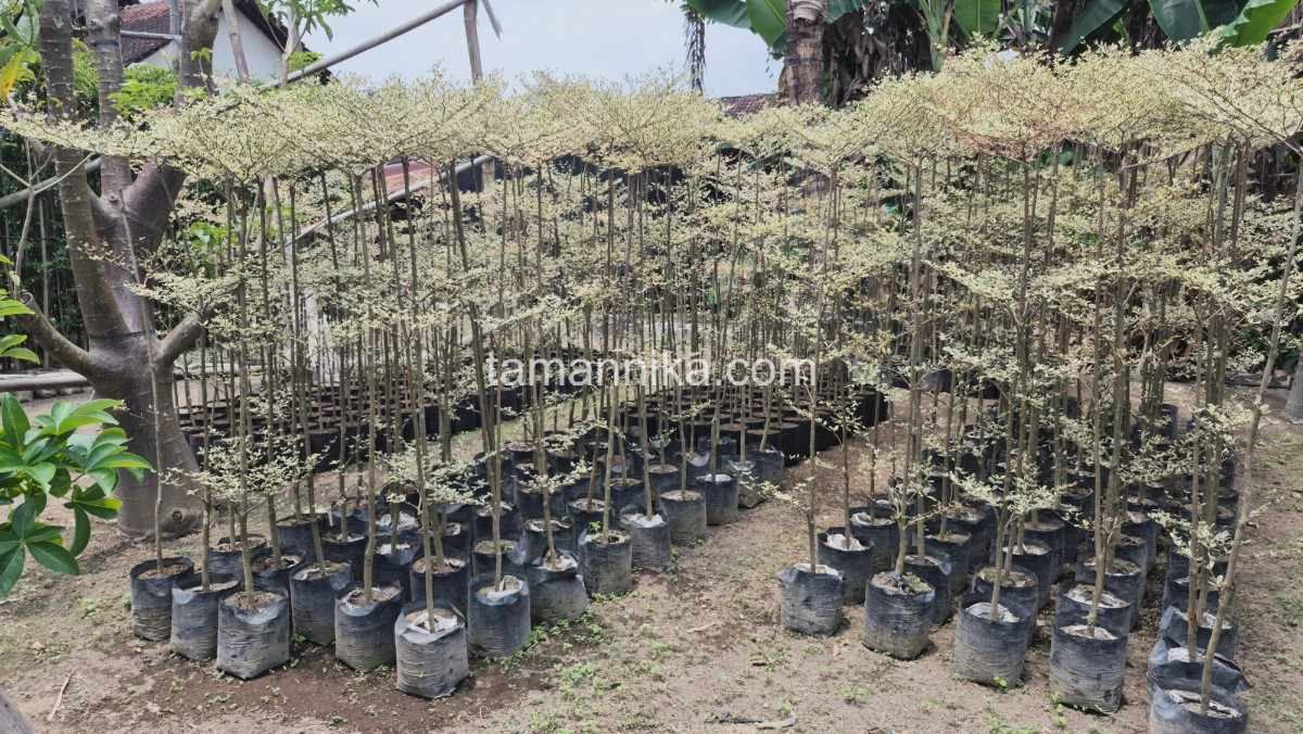 Pohon Ketapang Kencana Peneduh Jalan