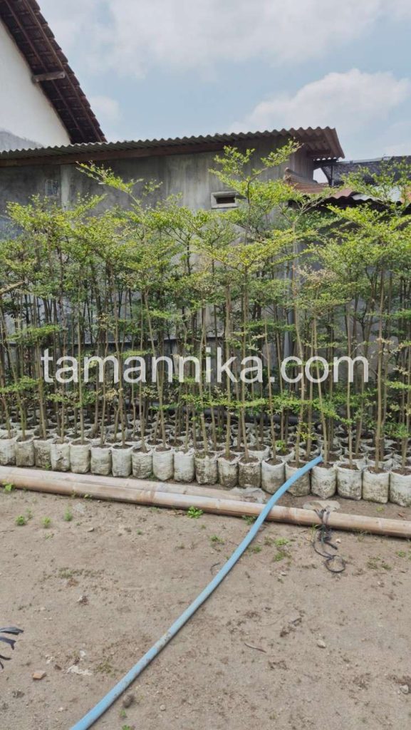jual pohon ketapang kencana