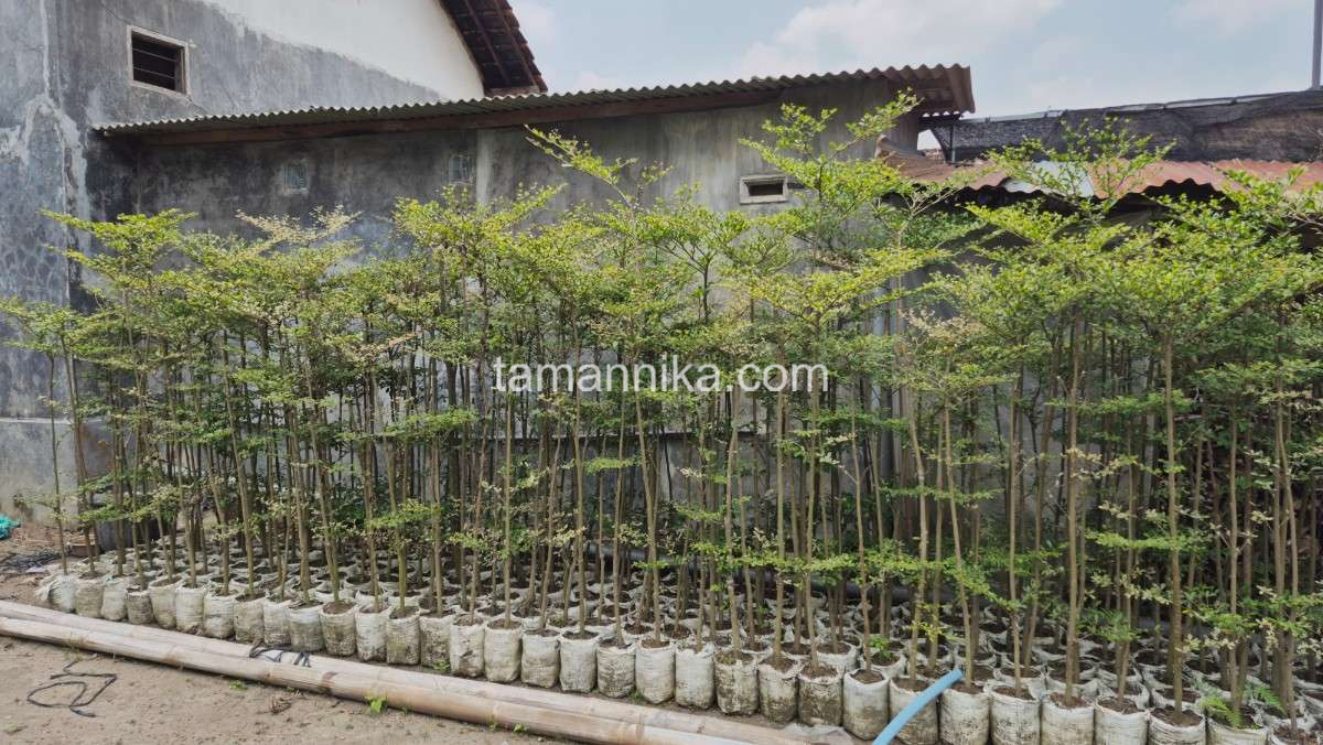 Pohon Ketapang Kencana Peneduh Jalan