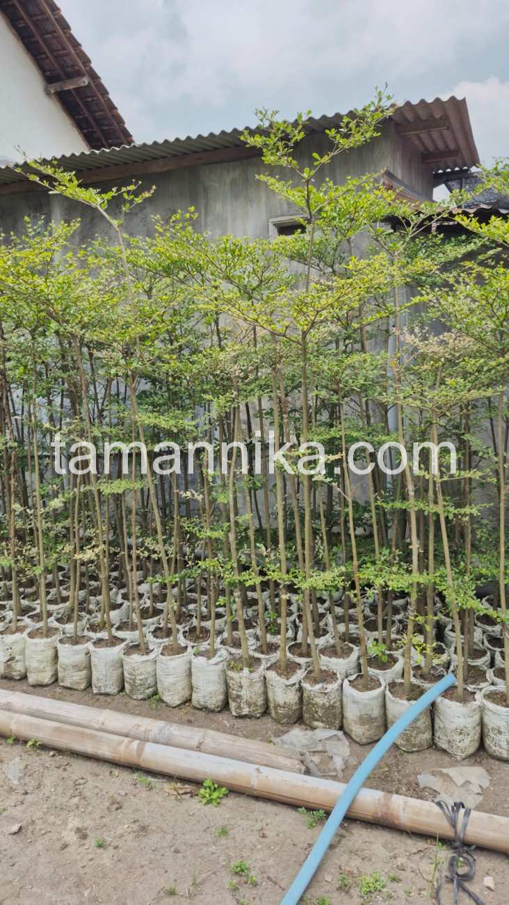 Pohon Ketapang Kencana Ukuran Sedang