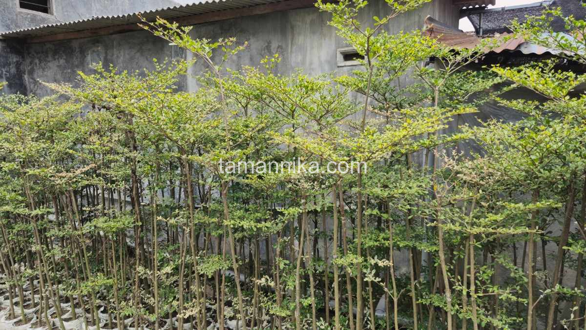 Pohon Ketapang Kencana Estetika & Keindahan