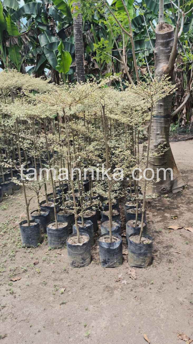 Pohon Ketapang Kencana Ukuran Sedang